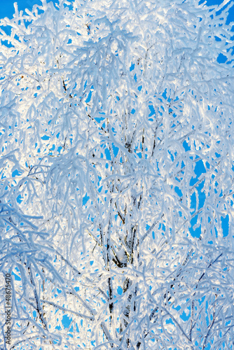 Hoar frost covering tree br...