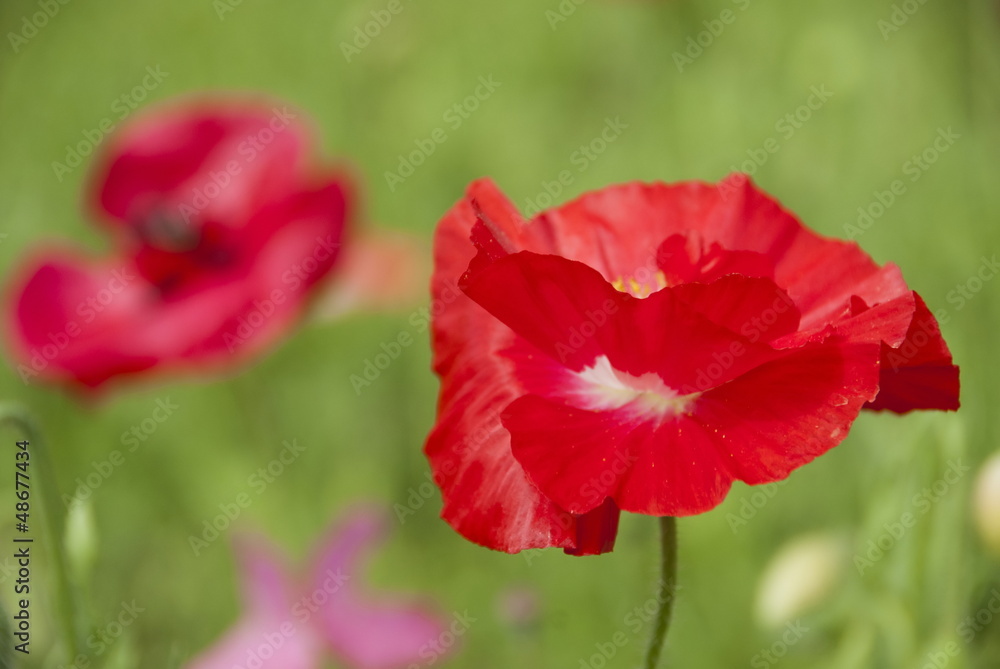 Poppy flower in Kashmir, India.