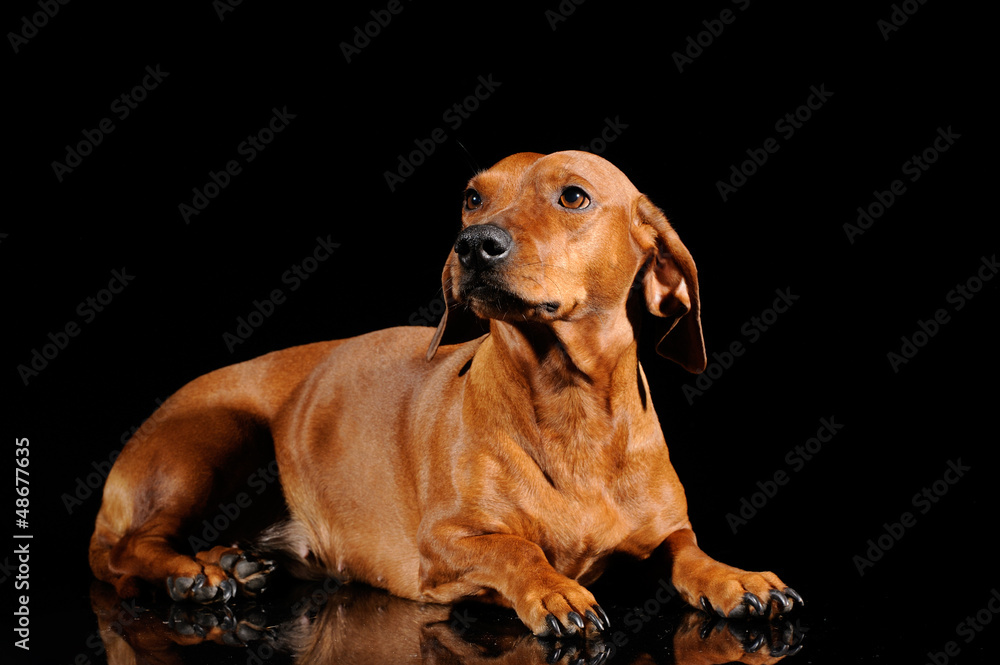 brown dachshund dog isolated over black background