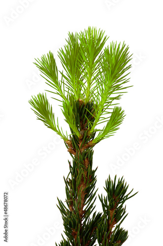 Decorative fir-tree