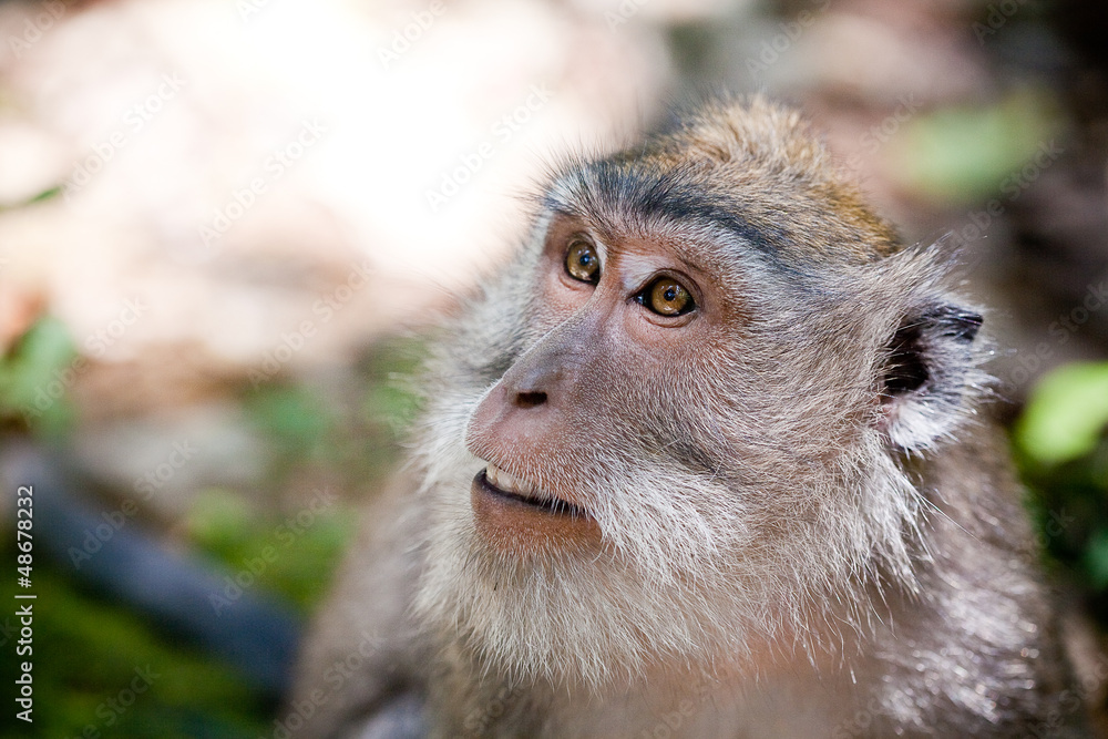 Obraz premium monkey in Ubud monkey forest, Bali, Indonesia 