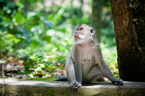 monkey  in Ubud monkey forest, Bali, Indonesia 