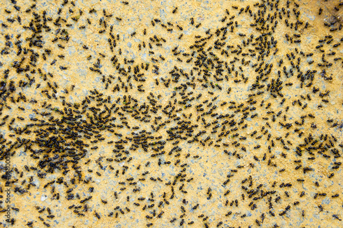 group of termite