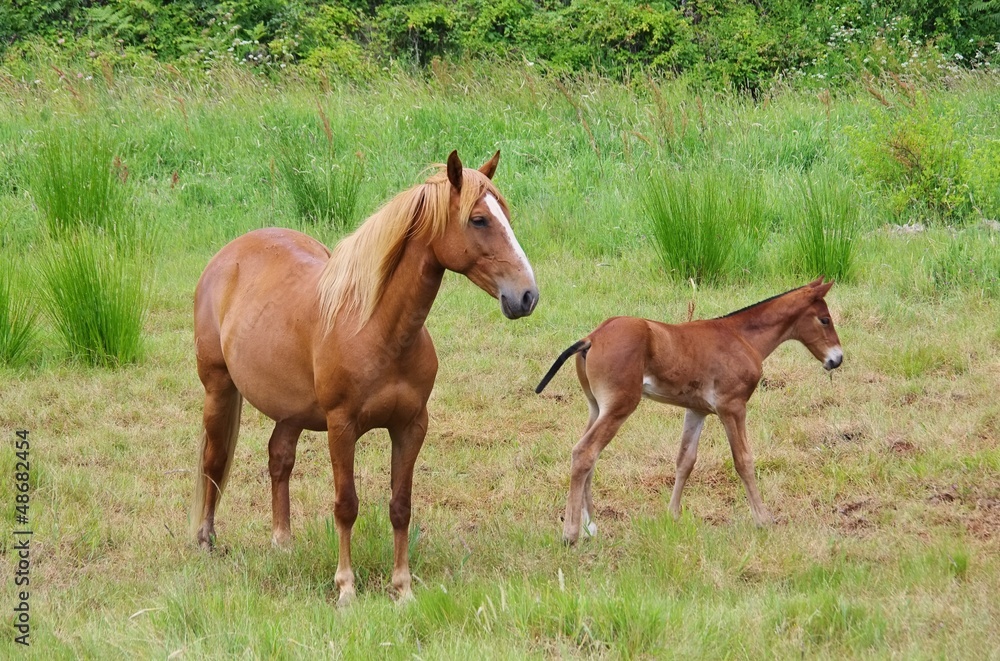 Pferd - horse 20 Pferd - horse 20