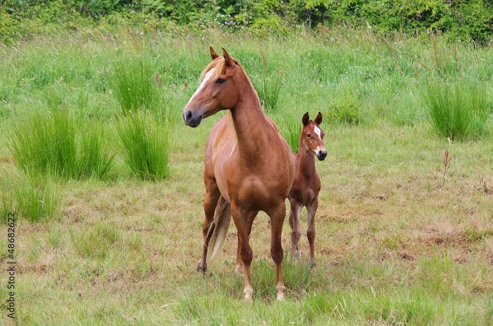 Obraz premium Pferd - horse 22