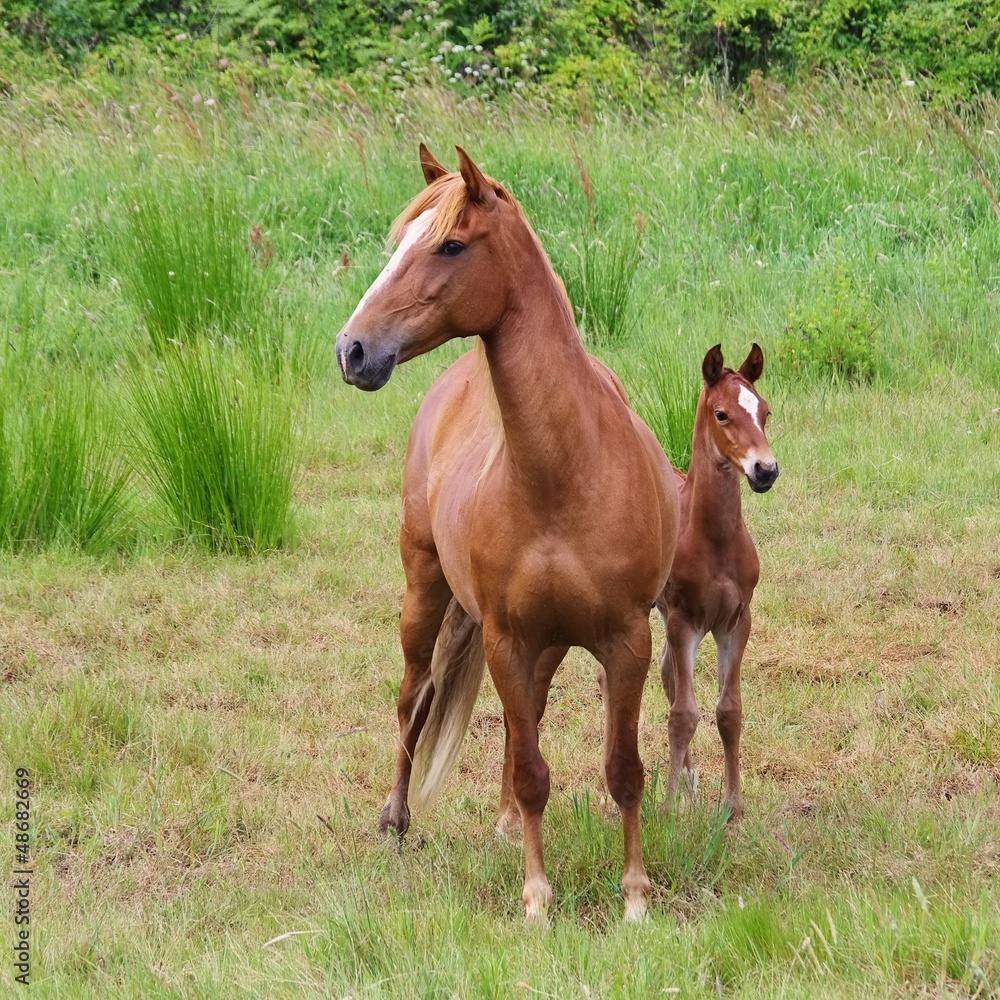 Obraz premium Pferd - horse 23