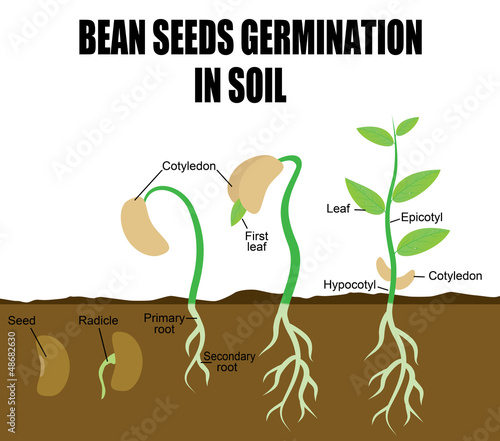 Sequence of bean seeds germination