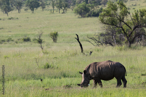 Rhinoc  ros et Phacoch  res en libert   dans le Pilanesberg en Afrique du Sud 