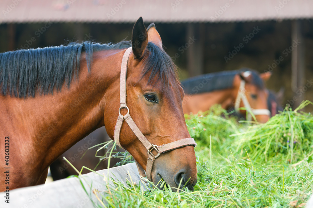 horse eating hay - obrazy, fototapety, plakaty 