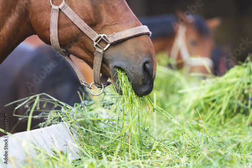 horse eating hay