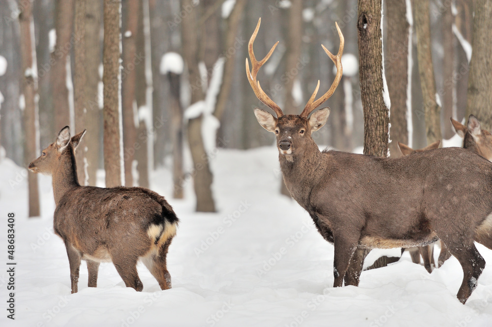 Deer Deer