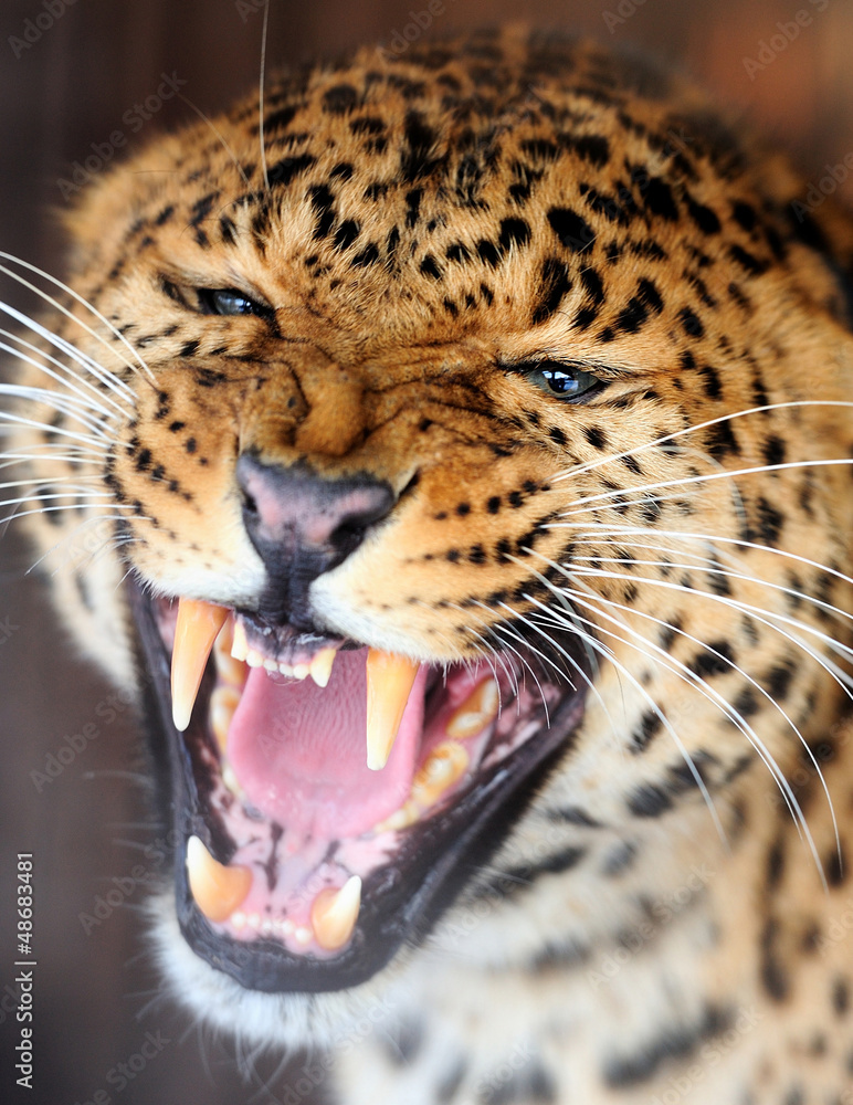 Obraz premium Leopard