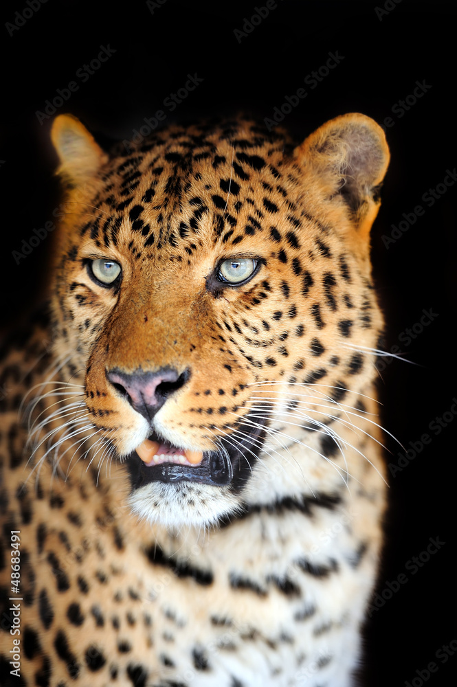 Naklejka premium Leopard