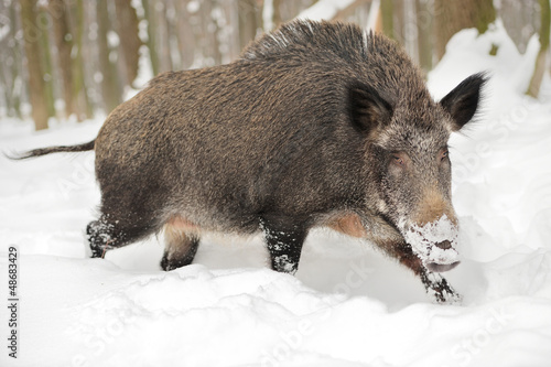Wild boar © byrdyak