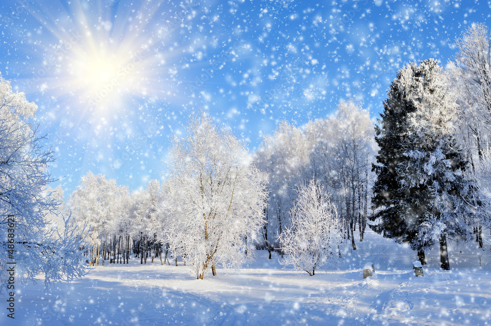 Obraz premium Winter park