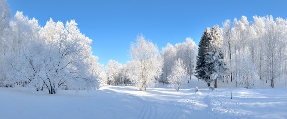 Tableau sur plexiglas Hiver Parc hivernal silencieux sous la neige blanche  © byrdyak