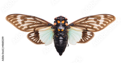 Green and brown cicada Tosena splendida on white