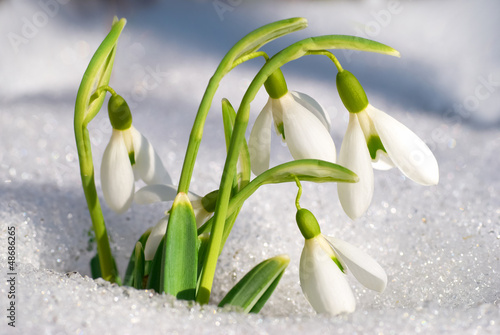 Tableau sur toile Spring snowdrop flowers