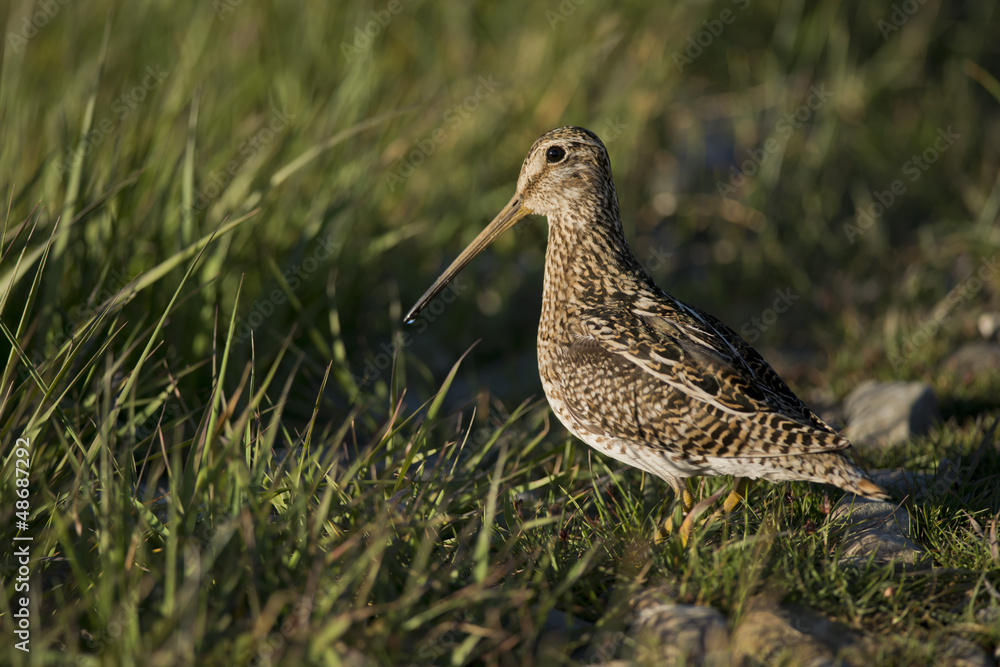 South American Snipe on the Grass South American Snipe on the Grass