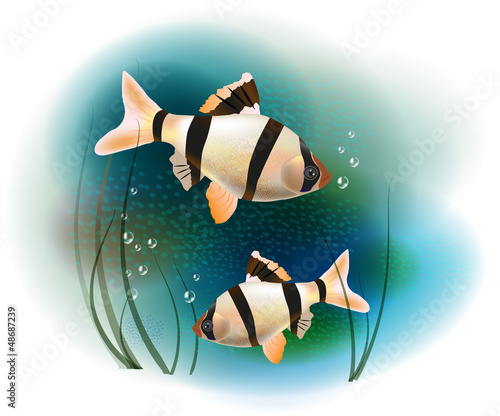 couple of fish in the sea