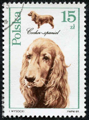 stamp printed in Poland shows a Cocker-Spaniel