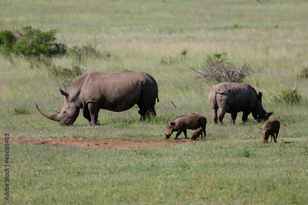 Rhinocéros et Phacochères en liberté dans le Pilanesberg en Afrique du Sud Rhinocéros et Phacochères en liberté dans le Pilanesberg en Afrique du Sud