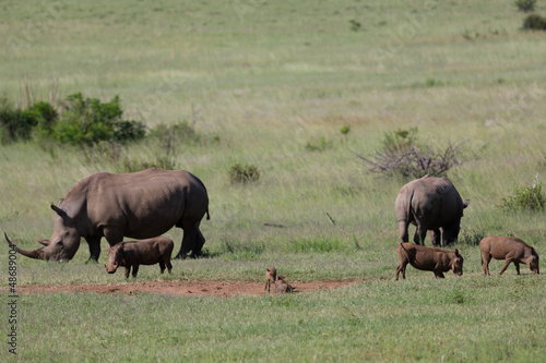 Rhinoc  ros et Phacoch  res en libert   dans le Pilanesberg en Afrique du Sud 