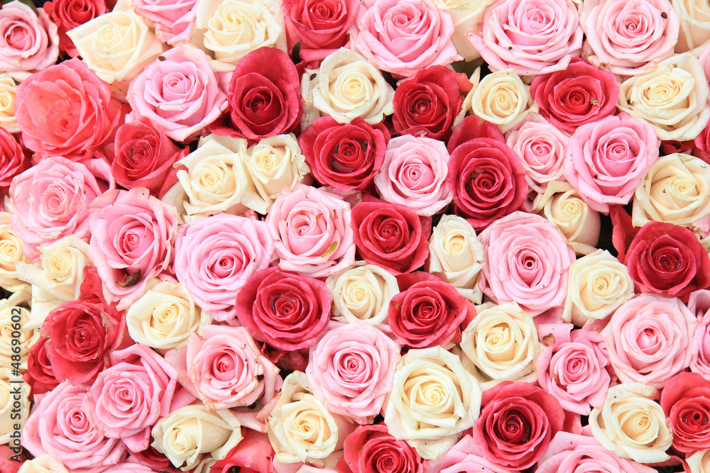 White and pink roses in arrangement - obrazy, fototapety, plakaty 