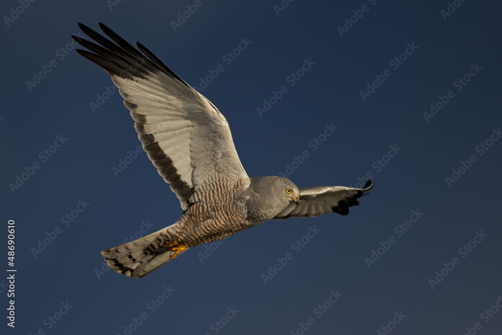 Obraz premium Cinereous Harrier flying
