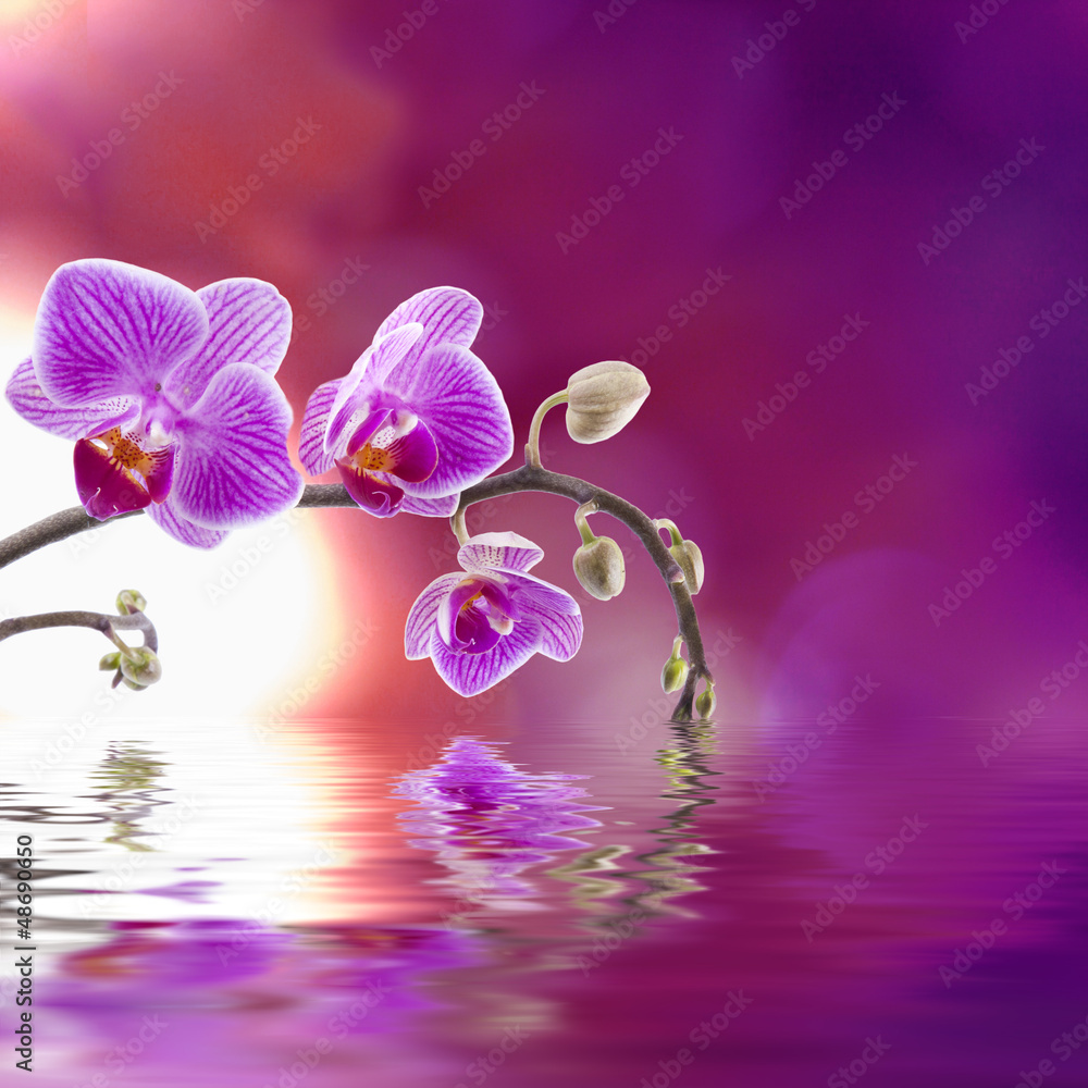 Naklejka premium orquidea lila con reflejo en el agua