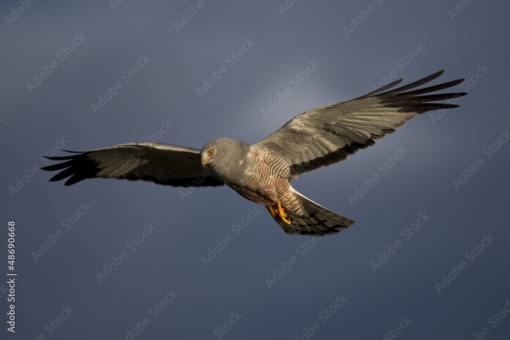 Obraz premium Cinereous Harrier flying