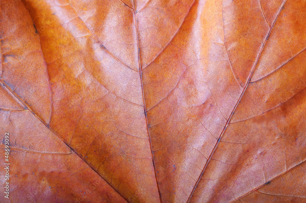 Obraz premium Macro leaf