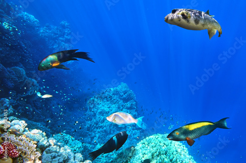 Fototapeta Naklejka Na Ścianę i Meble -  Coral and fish in the Red Sea. Egypt, Africa.