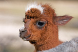 portrait of a baby alpaca
