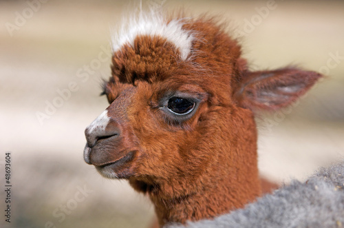 portrait of a baby alpaca