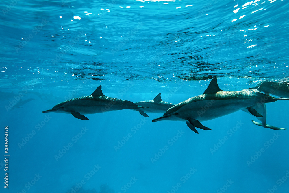 Naklejka premium Dolphins in the sea