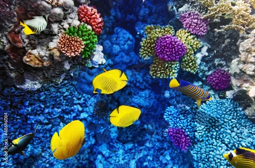 Obraz Koral i ryby w Morzu Czerwonym. Egipt, Afryka.