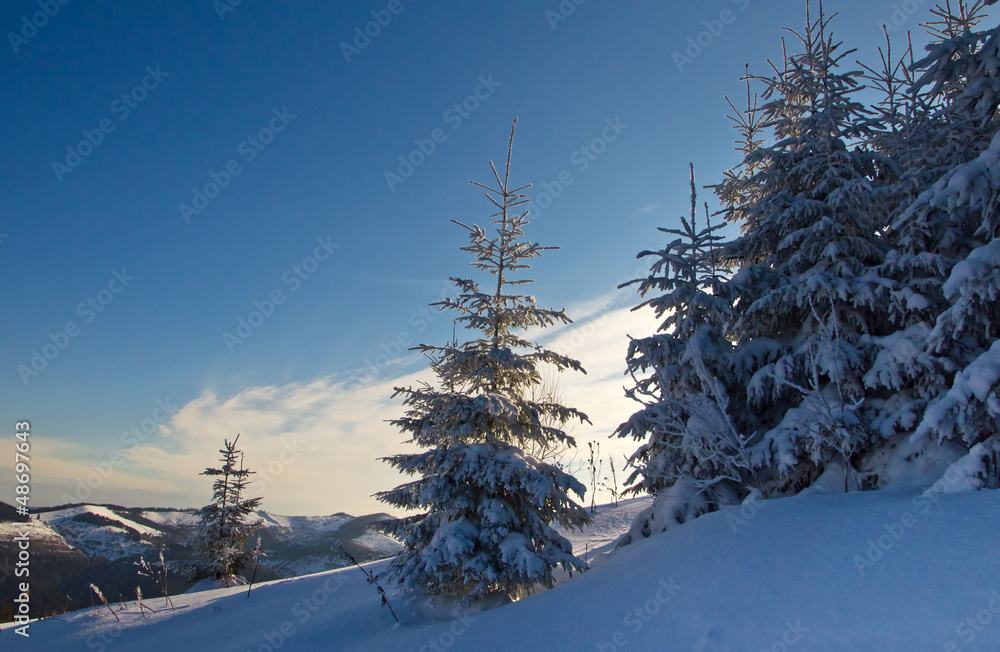 Obraz premium firs against sky