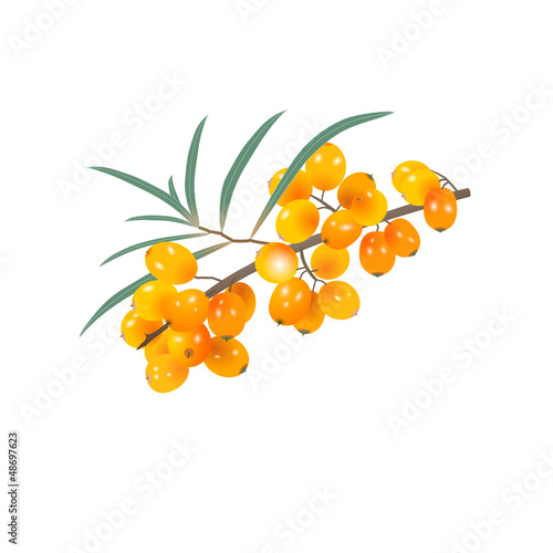 Seabuckthorn