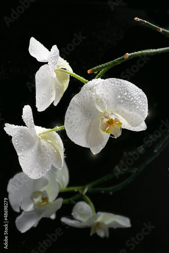 White beautiful orchid