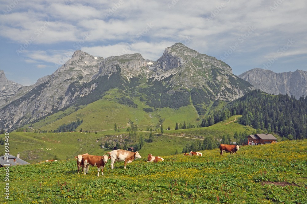 Kühe bei Werfenweng