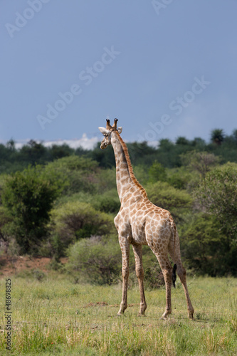 Girafes d'Afrique en liberté