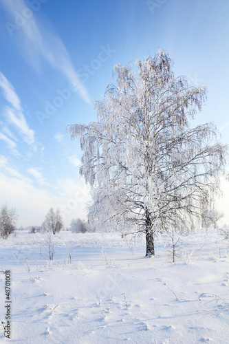 tree in snow against blue sky. Winter scene.