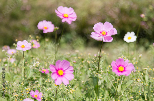 Cosmos flower in garden