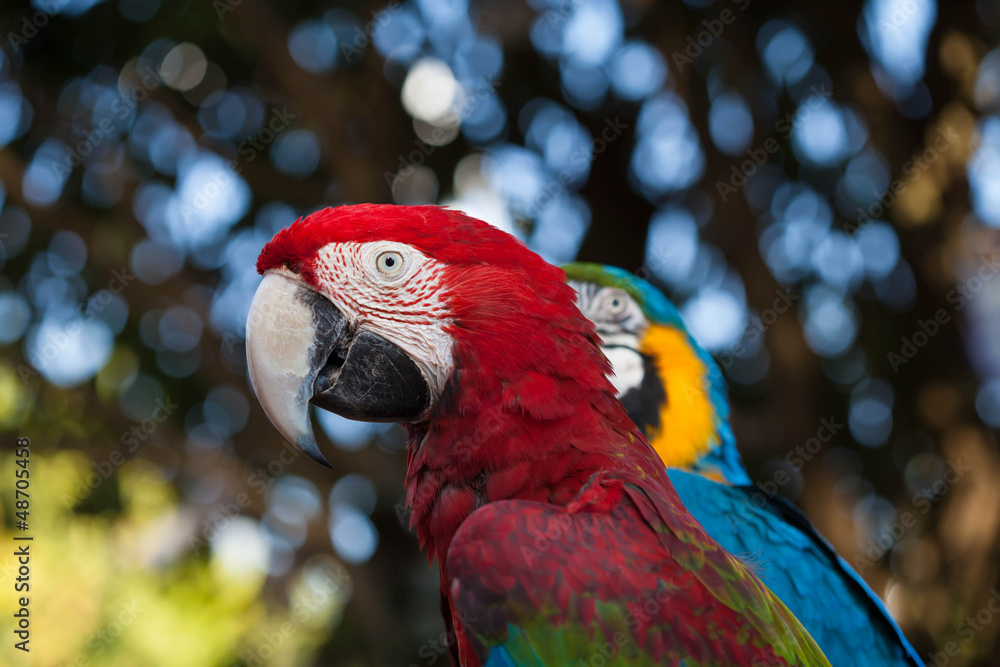 Colorful couple macaws sitting on tree