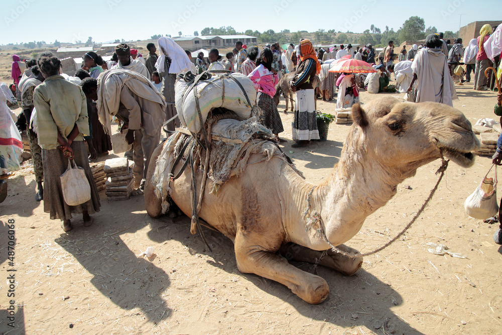 Fototapeta premium dromedario al mercato in Africa