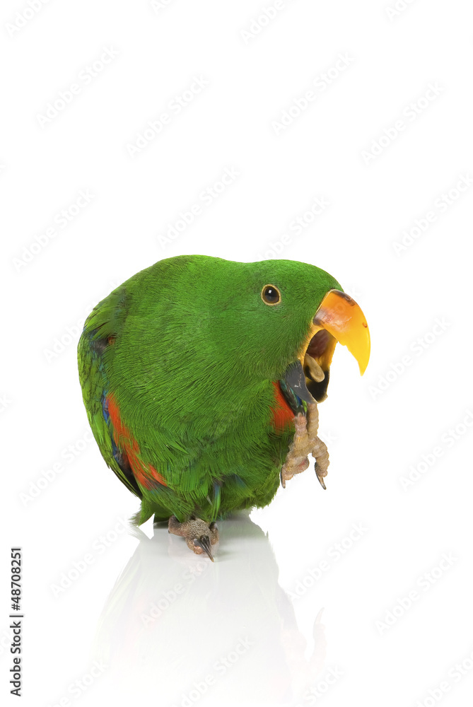 Eclectus Parrot, yawning, one year old on white background Eclectus Parrot, yawning, one year old on white background