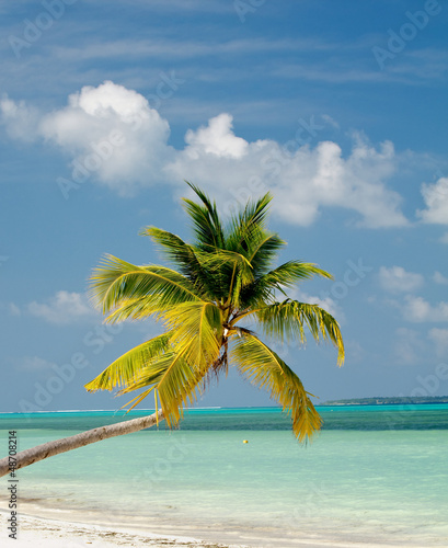 Palm Tree on Ocean Beach