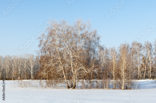 Winter forest in Russia