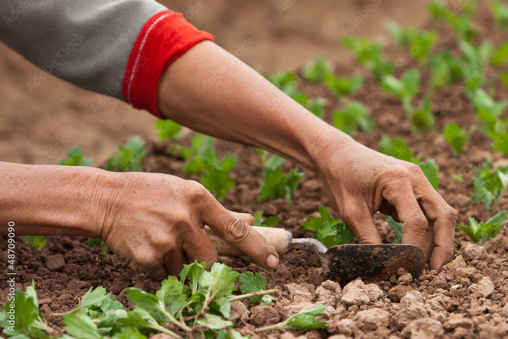 Fototapeta premium farmer growing flower garden
